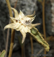 Imagem de Hibiscus denudatus Benth.