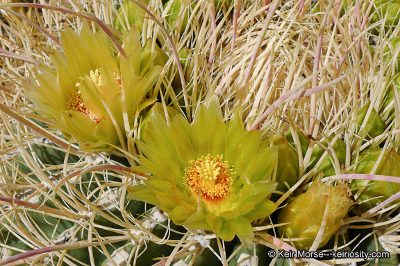 Image of California Barrel Cactus