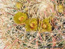 Image of California Barrel Cactus