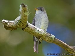 Image of Tropical Pewee