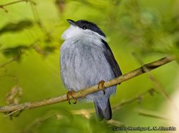 Image of White-bearded Manakin