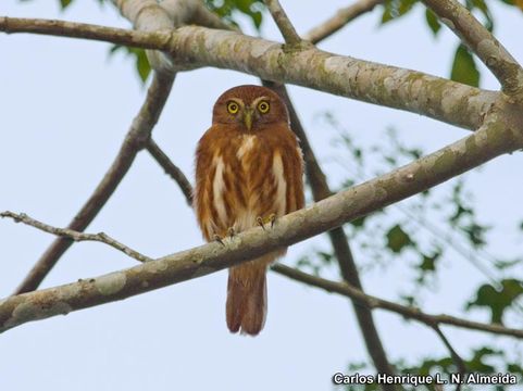 Image of Ferruginous Pygmy Owl