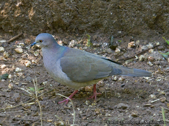 Image of White-tipped Dove