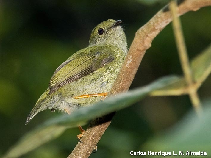 Image of White-bearded Manakin