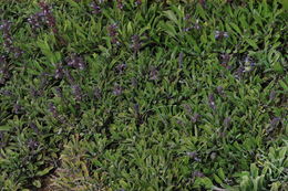 Imagem de Salvia sonomensis Greene