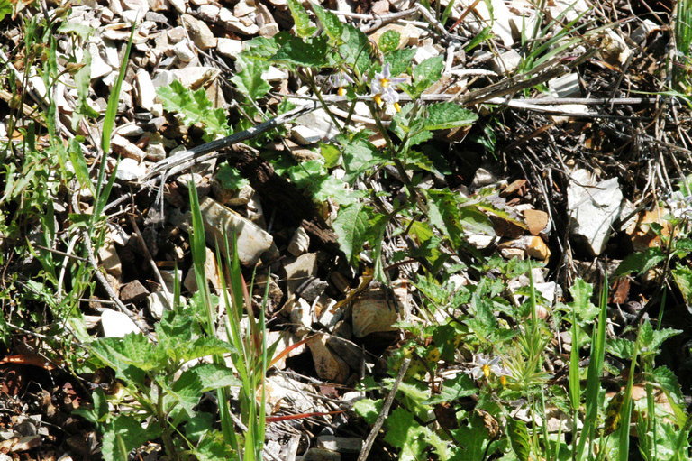 Image of greenspot nightshade