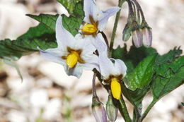 Image of greenspot nightshade