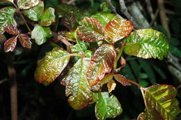 Image of Pacific poison oak