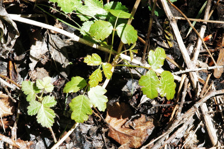 Image of Pacific poison oak