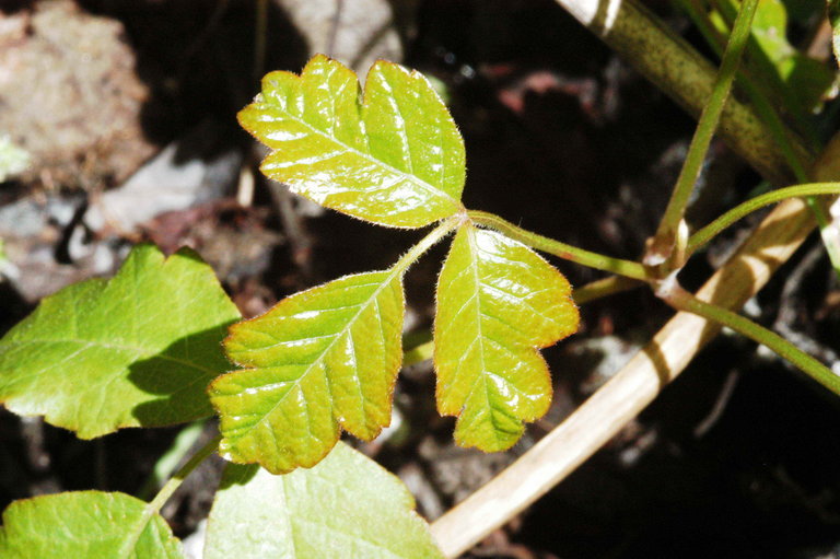 Image of Pacific poison oak