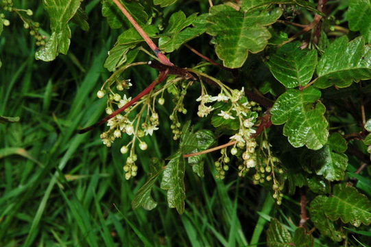 Image of Pacific poison oak