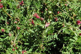 Image of Vicia gigantea Bunge