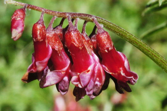 Image of Vicia gigantea Bunge