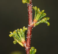 Image of <i>Purshia tridentata</i> var. <i>glandulosa</i>
