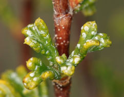 Image of <i>Purshia tridentata</i> var. <i>glandulosa</i>