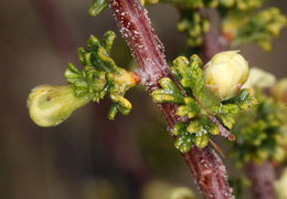 Image of <i>Purshia tridentata</i> var. <i>glandulosa</i>