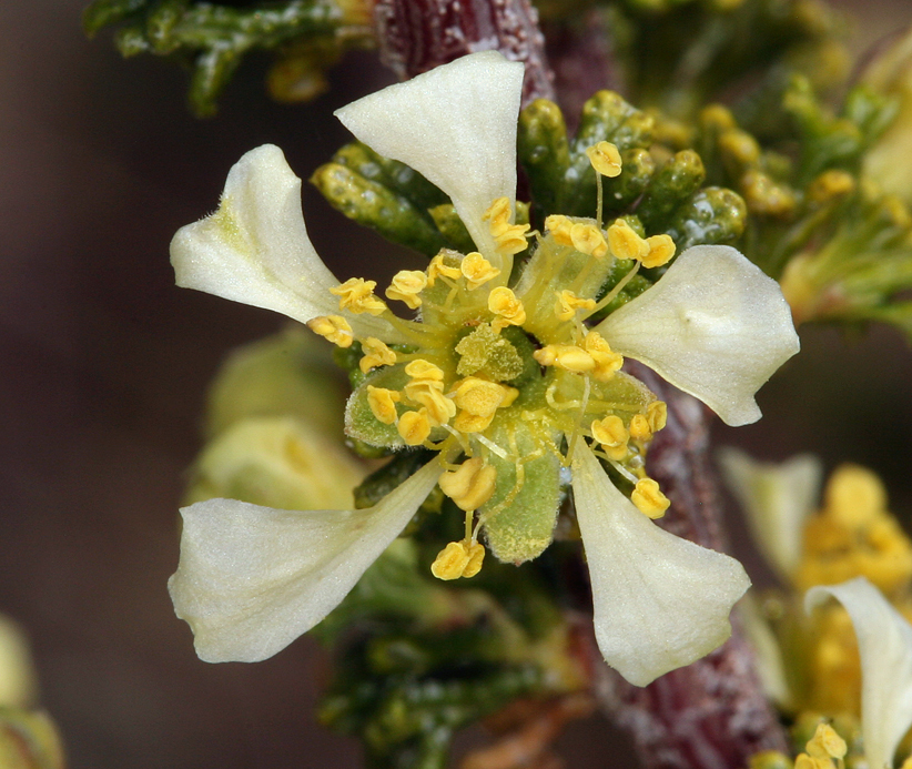 Image of <i>Purshia tridentata</i> var. <i>glandulosa</i>