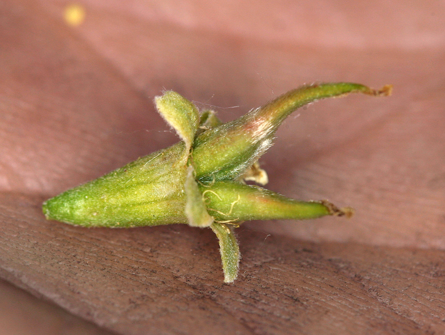 Plancia ëd <i>Purshia tridentata</i> var. <i>glandulosa</i>