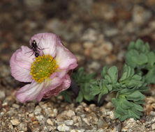 Image of <i>Ranunculus andersonii</i>