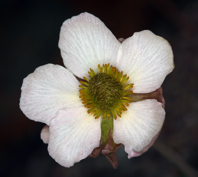 Image of <i>Ranunculus andersonii</i>