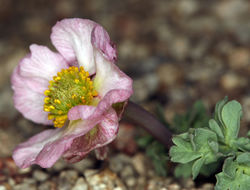 Image of <i>Ranunculus andersonii</i>