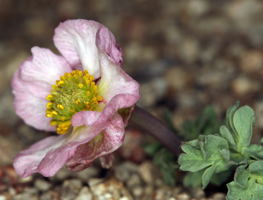 Image of <i>Ranunculus andersonii</i>