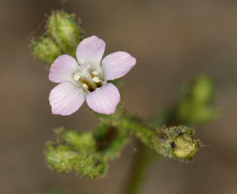 Image of rosy gilia