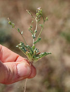 Image of rosy gilia