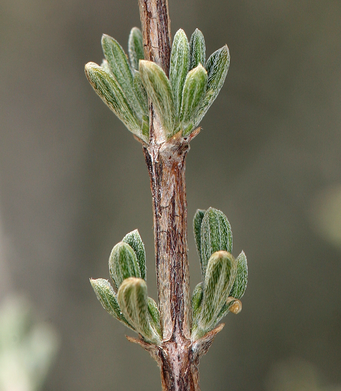 Image of blackbrush