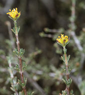 Image de Coleogyne ramosissima Torr.