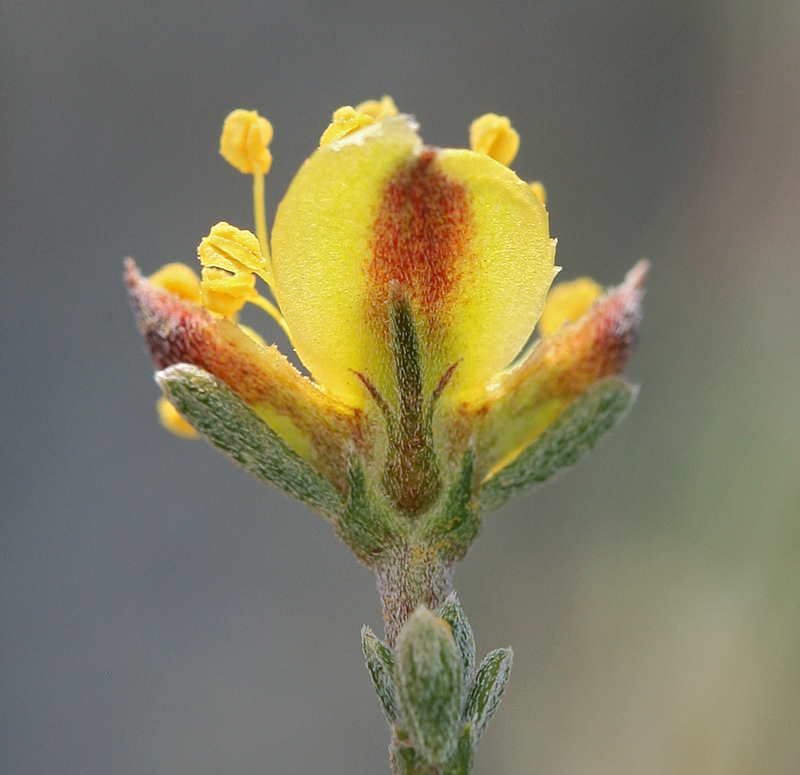 Image de Coleogyne ramosissima Torr.