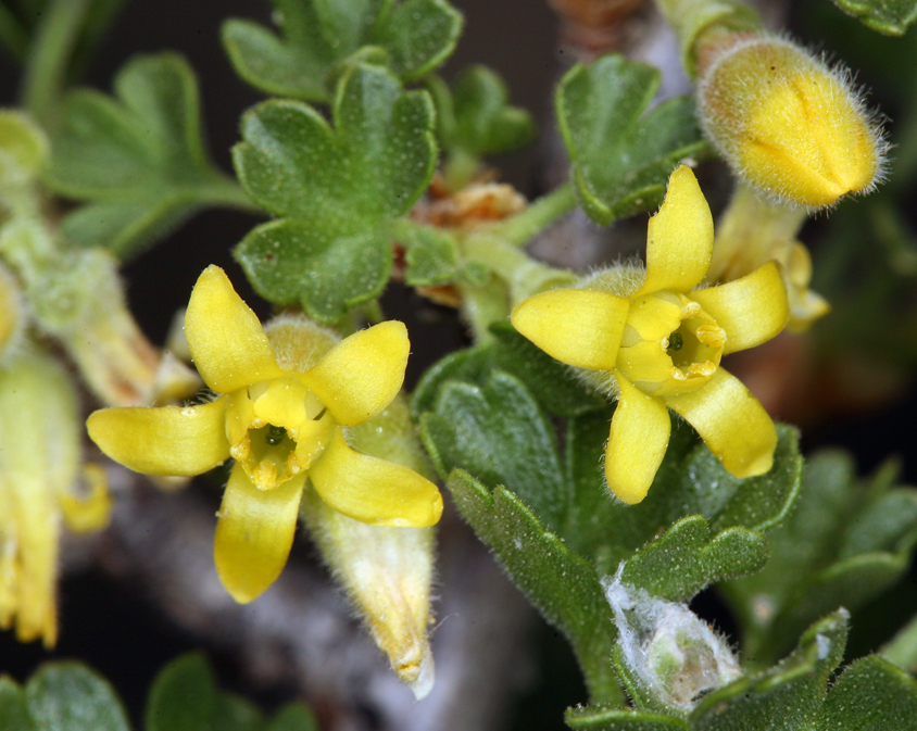 Image de Ribes velutinum Greene