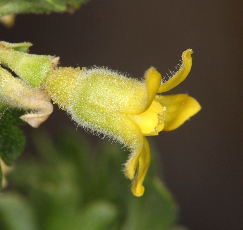 Image de Ribes velutinum Greene