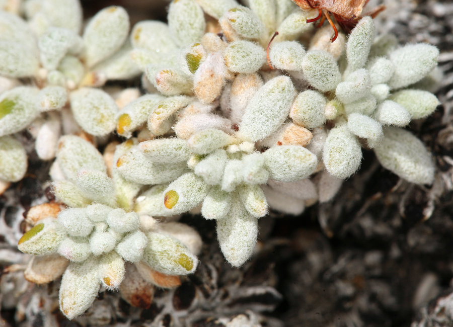 Image of matted buckwheat