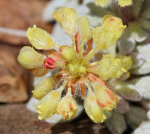 Image of matted buckwheat