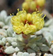 Image of matted buckwheat