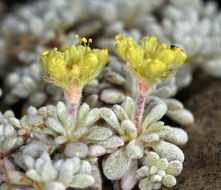 Image of matted buckwheat