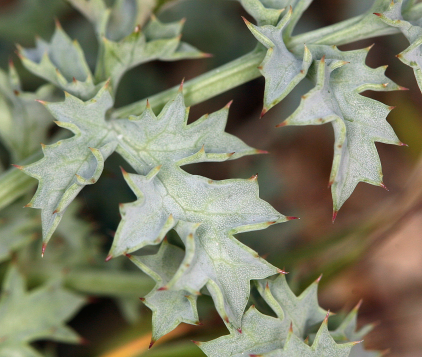 Image of Big Pine biscuitroot