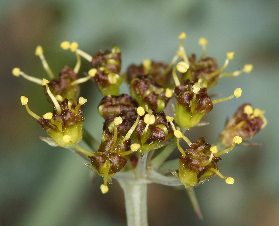 Image of Big Pine biscuitroot