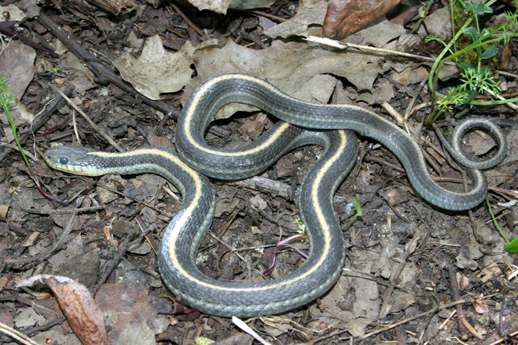 Image of Aquatic Gartersnake