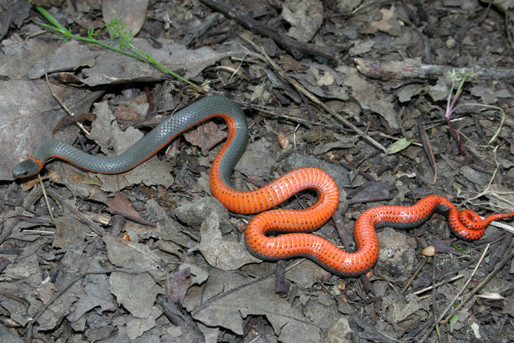 Image of Ring-necked Snake