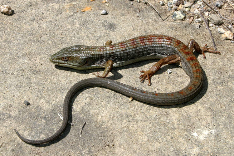 Image of Southern Alligator Lizard