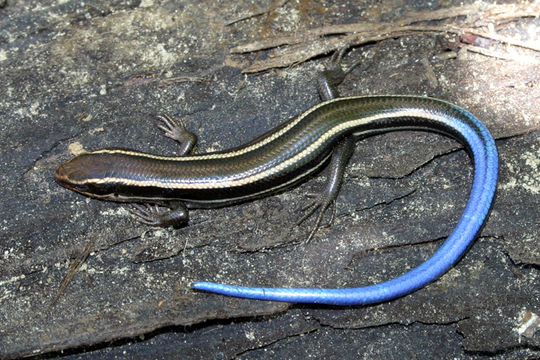 Image of Western Skink