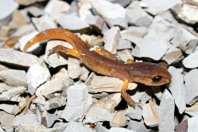 Image de Ensatina eschscholtzii Gray 1850