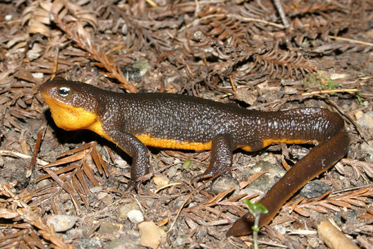 Image of Rough-skinned Newt