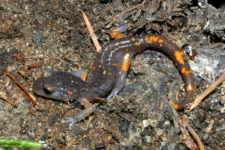 Image de Ensatina eschscholtzii Gray 1850