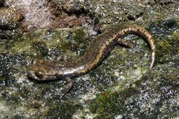 Image of Mount Lyell Salamander