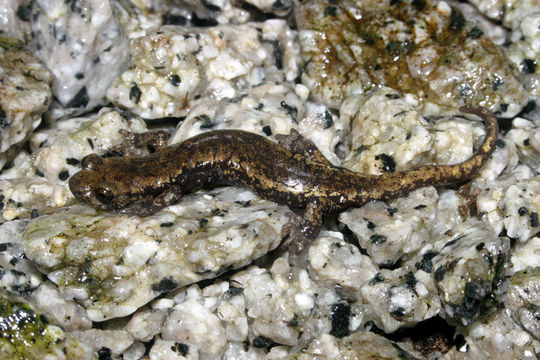 Image of Mount Lyell Salamander