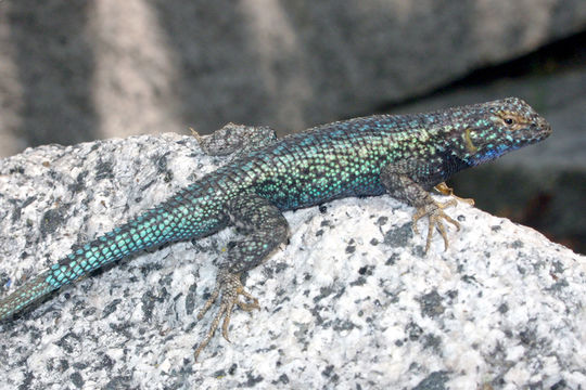 Imagem de Sceloporus occidentalis Baird & Girard 1852