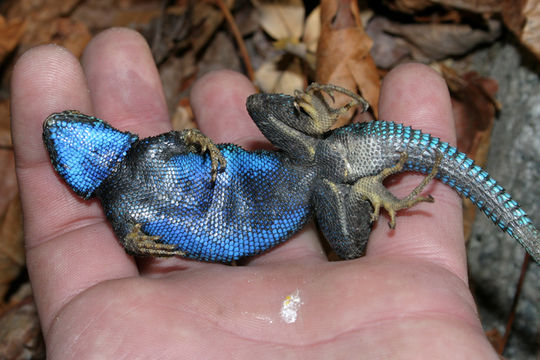 Image of Western Fence Lizard